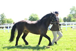 S19_8064 2026