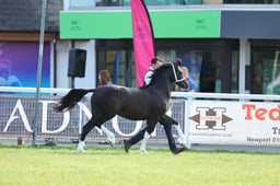 50 Yearling Fillies