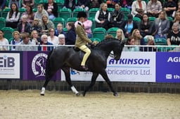 Show Hunter Pony of the Year 122cm