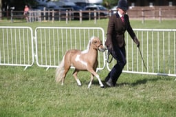 H222 HOYS Miniature Youngstock