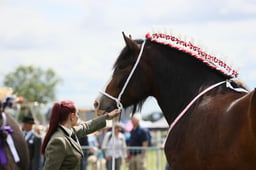 E36_1353 2026