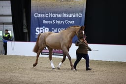 03 Plaited Pony In Hand