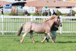 C33_0265 2026