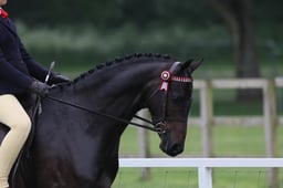 CL 138 Novice Show Pony 138cm