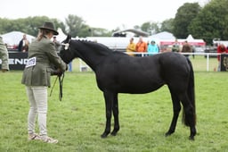 E31_4073 2026