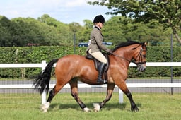 H20 Novice Ridden Welsh C & D