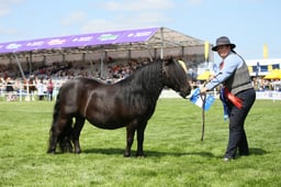 Shetland Championships