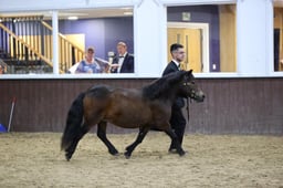 16 Shetland Supreme Championship