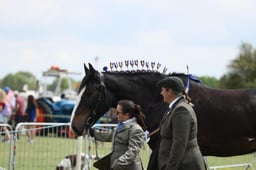 E36_1537 2026