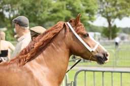 93 Mare or Gelding exc 4yrs