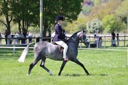 C19_1172 2026