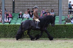 Large Breeds Championship