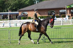 74-73 HOYS Ridden Championship