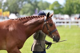H121 Irish Draught Yearling