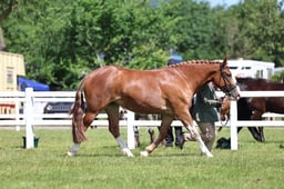 Z42_3306 2026
