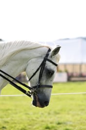 Side Saddle Championship