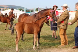 Z69_0070 2026