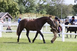 E42_0909 2026
