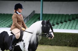 168 Gypsy Cob Stallions