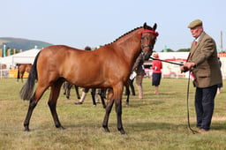 Z69_0257 2026