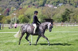 94 Novice Show Pony 148cm