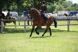 H133 Ridden Cleveland Bay