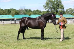 M42_4290 2026