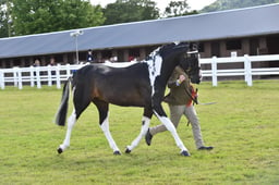 CLH136 In Hand PieSkew Horse 4 yrs & over