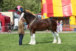 E33_4643 2026