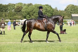 E36_2196 2026