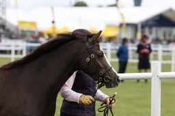 492 Filly or Gelding 2 & 3yrs