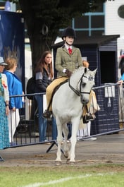 78 Show Hunter Pony 133cm