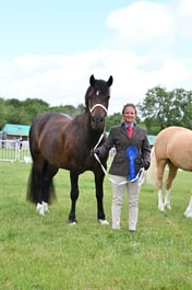 H77 Welsh D Barren Mare or Gelding