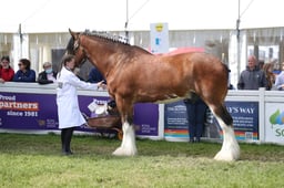 Clydesdale Young Handler