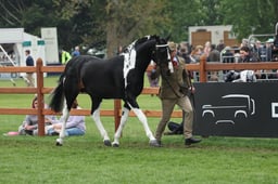 23 Coloured Non Native Horse In Hand