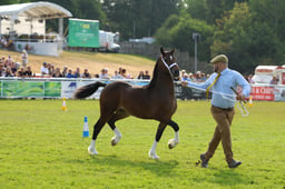 E69_0607 2026