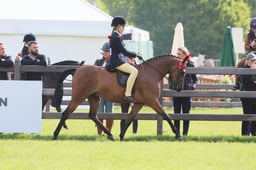 126 Novice Show Pony 138cm