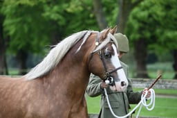 Welsh Cob Section C