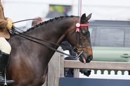 97 Large Riding Horse