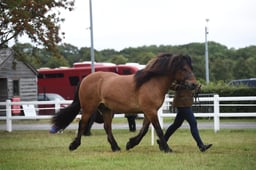 278 M&M Mixed IH Gelding Large