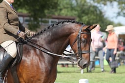 106 Small Show Hunter