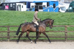 CL83 Open Show Hunter Pony