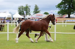 C45_2091 2026