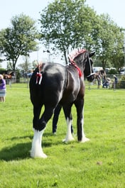 E33_4434 2026