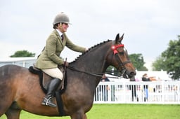 42 RIHS Working Show Horse