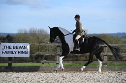 Class 39 BSPA Ridden Plaited Horse