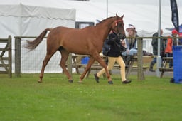 N45_0461 2026