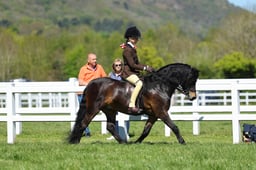 H19_0675 2026