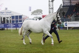 Supreme Hunter Championship