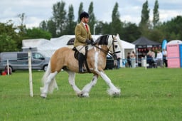 16 HOYS CHAPS Native Pony